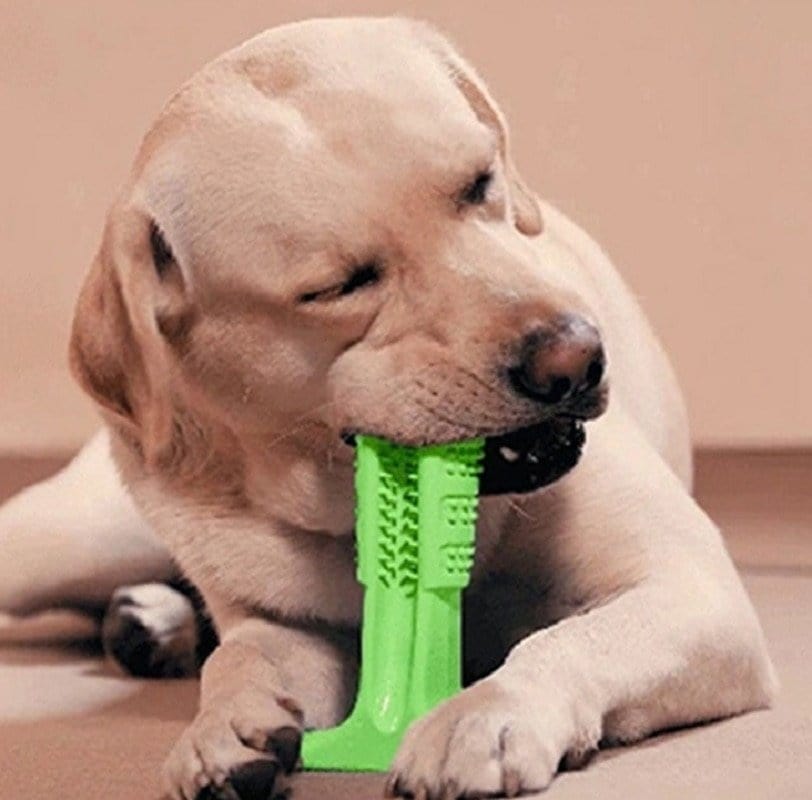 GIFTLOVECANADA - Brosse à dents pour chien - giftlovecanada